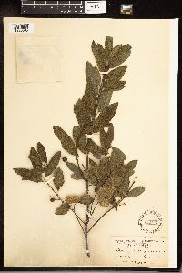 Frangula californica image