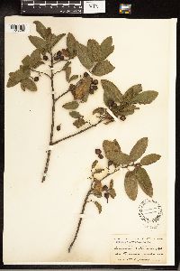 Frangula californica image