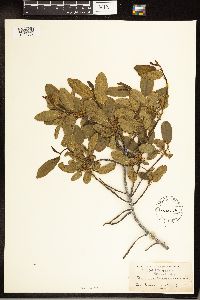 Frangula californica image