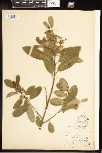 Frangula californica image