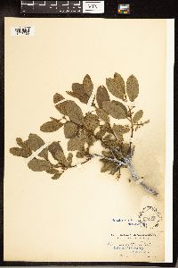 Frangula californica image