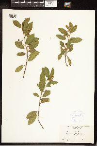 Frangula californica image