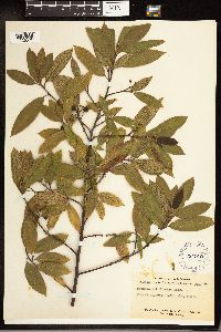 Frangula californica image