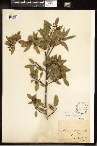 Frangula californica image