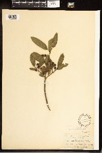 Frangula californica image