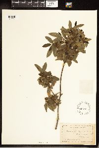 Frangula californica image