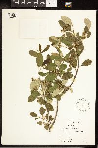 Frangula californica image