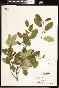 Frangula californica image