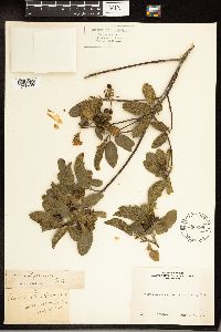 Frangula californica image
