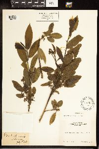Frangula californica image