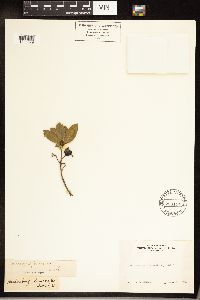 Frangula californica image