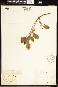 Frangula californica image