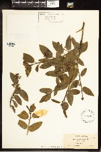 Frangula californica image