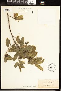 Frangula californica image