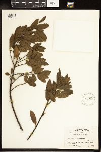 Frangula californica image