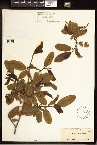 Frangula californica image