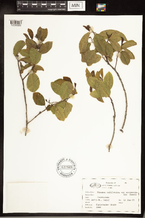 Frangula californica subsp. occidentalis image