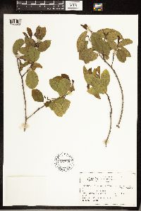 Frangula californica image