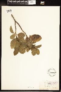 Frangula californica image