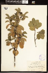 Frangula californica image