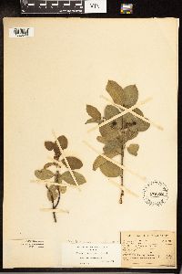 Frangula californica image