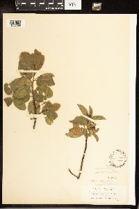 Frangula californica image