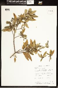 Frangula californica image