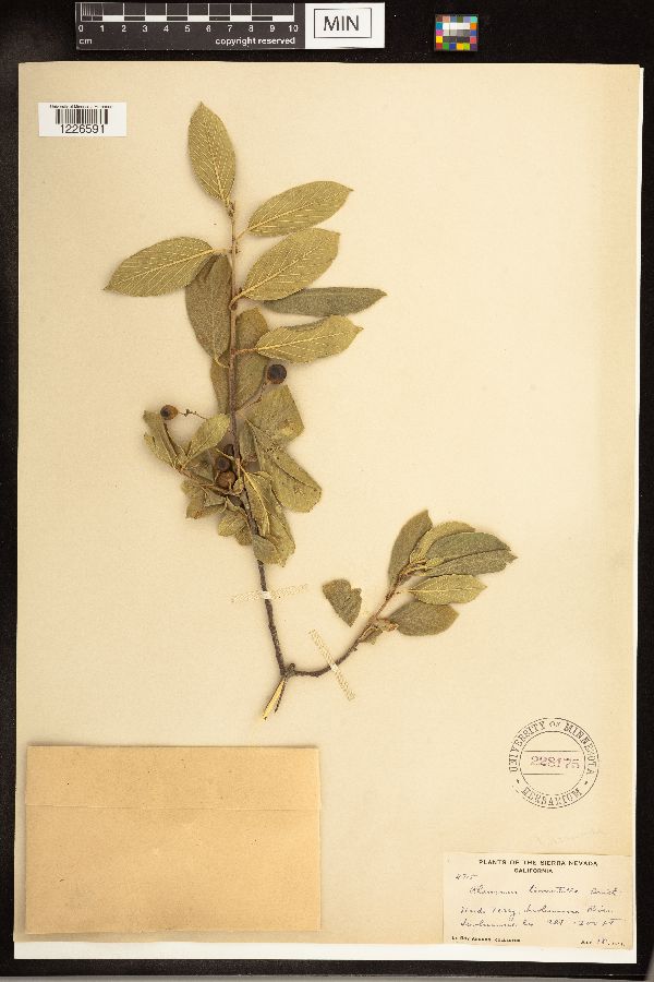 Frangula californica image