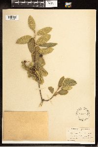 Image Associated With the Occurrence