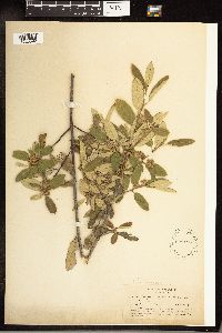 Frangula californica image