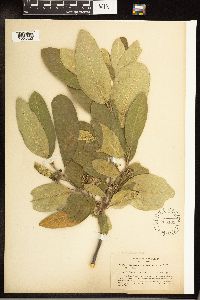 Frangula californica image