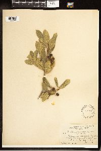 Frangula californica image