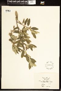 Frangula californica image
