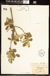 Frangula californica image
