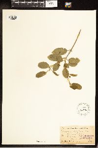 Frangula californica image