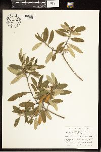 Frangula californica image