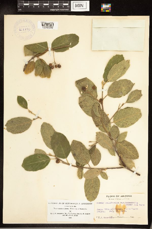 Frangula californica subsp. tomentella image