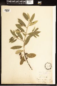 Frangula californica image
