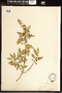 Frangula californica image