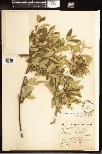 Frangula californica image