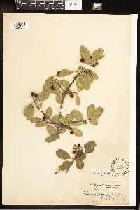 Frangula californica image