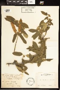 Frangula californica image