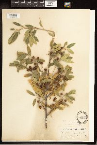 Frangula californica image