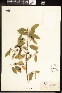 Frangula californica image