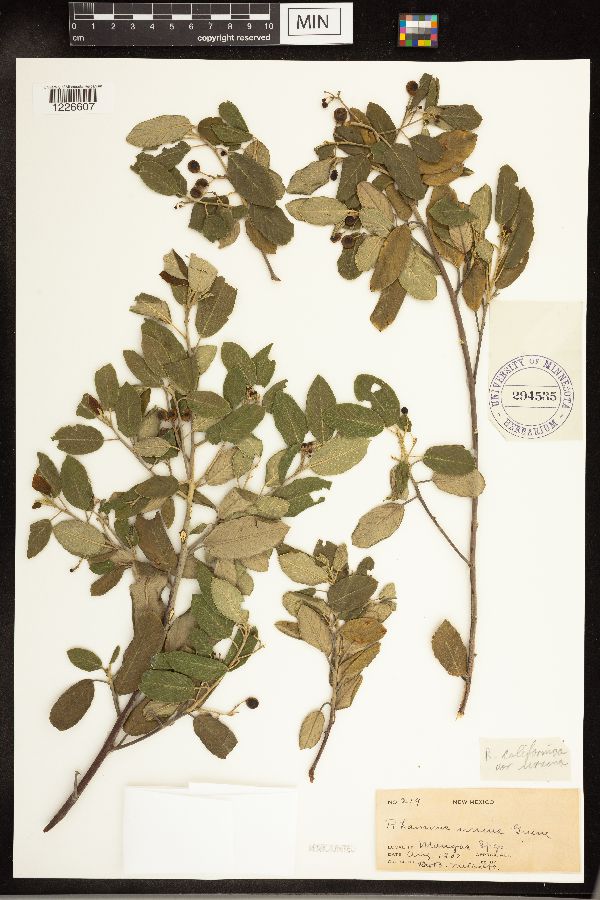 Frangula californica subsp. ursina image