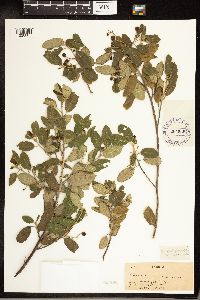 Media resource of Frangula californica