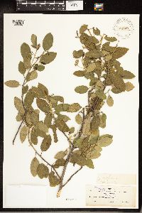 Frangula californica image