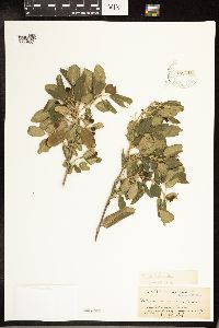 Frangula californica image