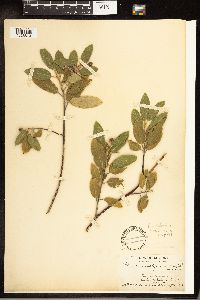 Frangula californica image