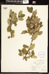 Frangula californica image